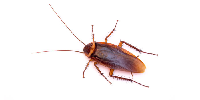 Roaches Cockroaches Bronx NY Bed Bugs Roach Ants Termites Mice Rats Pest Control Exterminator